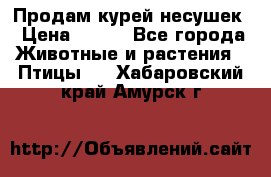 Продам курей несушек › Цена ­ 350 - Все города Животные и растения » Птицы   . Хабаровский край,Амурск г.